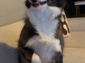 Mükemmel Anatomi Border Collie Yavrularımız