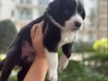 Mükemmel Anatomi Border Collie Yavrularımız