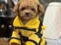 Korekan Toy Poodle Bebeğimiz Latte