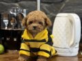 Korekan Toy Poodle Bebeğimiz Latte