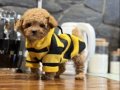 Korekan Toy Poodle Bebeğimiz Latte