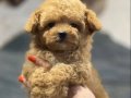 Korekan Toy Poodle Bebeğimiz Latte