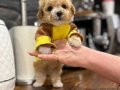 Ayıcık Surat Premium Maltipoo Bebekler 