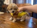 Ayıcık Surat Premium Maltipoo Bebekler 