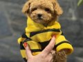 Ayıcık Surat Premium Maltipoo Bebekler 
