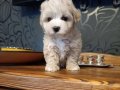 Ayıcık Surat Premium Maltipoo Bebekler 