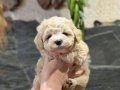 Ayıcık Surat Premium Maltipoo Bebekler 