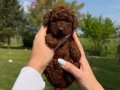 Teacup Kore Teddy Face Dark Brown Poodle Bebeklerimiz