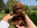 Teacup Kore Teddy Face Dark Brown Poodle Bebeklerimiz