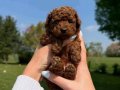 Teacup Kore Teddy Face Dark Brown Poodle Bebeklerimiz