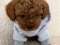 Korean Poodle Soy Ağacı Belli Yavrularımız 