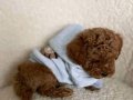 Korean Poodle Soy Ağacı Belli Yavrularımız 