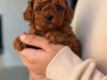 Korean Poodle Soy Ağacı Belli Yavrularımız 