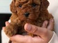 Korean Poodle Soy Ağacı Belli Yavrularımız 