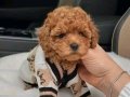Mini Korean Poodle Bebeklerimiz Ailelerine Gitmeye Hazır