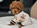 Mini Korean Poodle Bebeklerimiz Ailelerine Gitmeye Hazır
