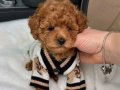 Mini Korean Poodle Bebeklerimiz Ailelerine Gitmeye Hazır