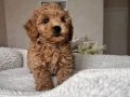 Mini Korean Poodle Bebeklerimiz Ailelerine Gitmeye Hazır
