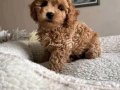Mini Korean Poodle Bebeklerimiz Ailelerine Gitmeye Hazır