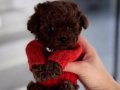 Teacup Korean Poodle Erkek Yavrular 