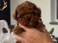 Teacup Korean Poodle Erkek Yavrular 