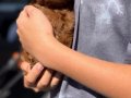 Teacup Korean Poodle Erkek Yavrular 