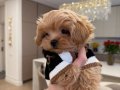 Teacup Korean Maltipoo Bebekler 