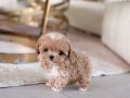 Teacup Korean Maltipoo Bebekler 