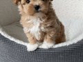 Teacup Korean Maltipoo Bebekler 