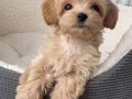 Teacup Korean Maltipoo Bebekler 