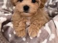 Teacup Korean Maltipoo Bebekler 