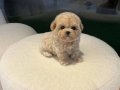 Teacup Mini Kore Maltipoo Yavrular