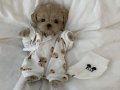 Teacup Mini Kore Maltipoo Yavrular