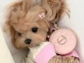 Teacup Mini Kore Maltipoo Yavrular