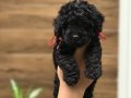 Black Toy Poodle Yavrular 