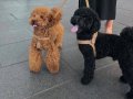 Black Toy Poodle Yavrular 