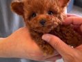 Micro Teddy Face Poodle Yavrular 