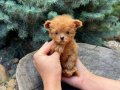 Micro Teddy Face Poodle Yavrular 