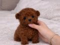 Micro Teddy Face Poodle Yavrular 