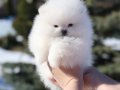 Teacup Teddy Bear Pomeranian 