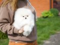 Kar Beyaz Pomeranian Boo Yavrular 
