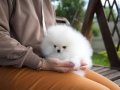 Kar Beyaz Pomeranian Boo Yavrular 