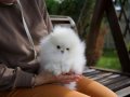 Kar Beyaz Pomeranian Boo Yavrular 