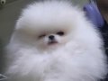 Kar Beyaz Pomeranian Boo Yavrular 