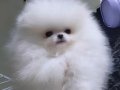 Kar Beyaz Pomeranian Boo Yavrular 