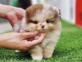 Nadir Renk ve Anatomide Soy Scr’li Pomeranian Yavrular