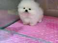 Nadir Renk ve Anatomide Soy Scr’li Pomeranian Yavrular