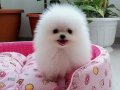 Nadir Renk ve Anatomide Soy Scr’li Pomeranian Yavrular