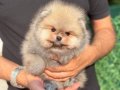 Gerçek Ayı Yavrusu Görünümünde Orange Pomeranian Yavrular