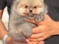 Gerçek Ayı Yavrusu Görünümünde Orange Pomeranian Yavrular